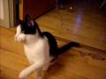 Funny cat dance Funny cat dance