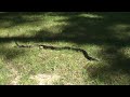 Black Rat Snake on Dugas Cottage Property Black Rat Snake on Dugas Cottage Property