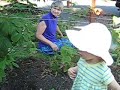 Amabel & Berries, Part 1