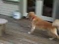 The chase (take one)