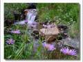A Walk In The Country -- A Meditation For Relaxation