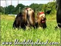 yorki - wysoka rozdzielczosc ;)