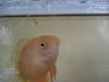 Meu acará severo comendo uma formiga na minha mão.My severum cichlid eating an ant from my hand. 