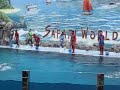Thailand Dolphin Show Thailand Dolphin Show
