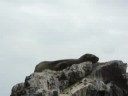 Islas Ballestas, Paracas,