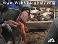 Rome Italy-3000 Years of Organic Food-Rome, Italy