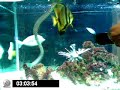 saltwater fish tank feeding time