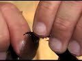 Fly Tying: How to Tie the Woolly Bugger : Wrapping the Body: Woolly Bugger Fly Fly Tying: How to Tie the Woolly Bugger : Wrapping the Body: Woolly Bugger Fly