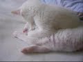 bataille de petits chatons! aie^fais attention a t'es castagnette pascal la dale!!