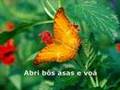 Voá Borboleta - Sara Tavares (com letra)