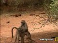 Baboons Mating 2 at Pete\ Baboons Mating 2 at Pete\