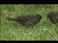 Fledgling Towhees