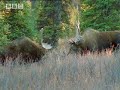 BBC: Bull Moose Battle - A Moose Named Madeline