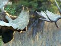 BBC: Bull Moose Battle - A Moose Named Madeline