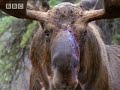 bbc: bull moose battle   a moose named madeline