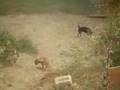 Airedale Terrier video