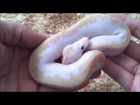 YouTube reptile video
