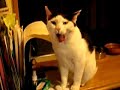 無限拳（むげんパンチ）猫バージョン