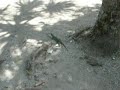 Iguanas for Kristi!