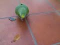 Frank and his parot Frank and his parot