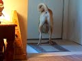 dog through cat door dog through cat door