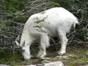 Mountain goat