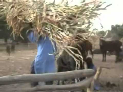 maroua