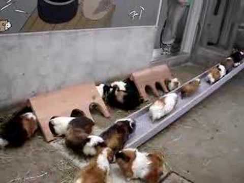 Watch 'Guinea Pig Lunch Time'