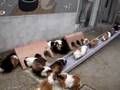 Cavia Queue