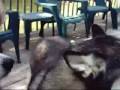 siberian huskies and a dead mouse siberian huskies and a dead mouse