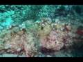 videos de Warren Diver - Capo Caccia, Il Cannone
