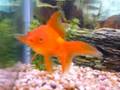 videos de Our new Red Ryukin Goldfish Named Ruby