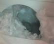 Hamster with babies