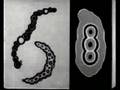 The Films Of Len Lye