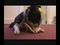 hyper active Boston Terrier