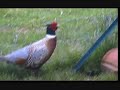 Mon élevage en vidéo oie canard poule caille faisan pigeon