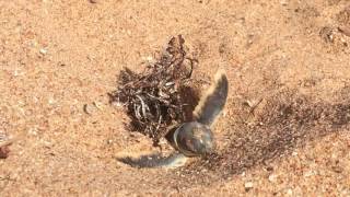 my 'summer of turtles'