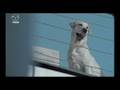 ㄚ杰愛犬訓練學校~~兒子mazda5廣告來了!!