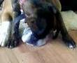 Boxer Dogs Fun !