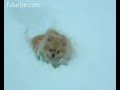 Little Dog Stuck in Snow