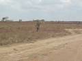 videos de Finca La Primavera_5