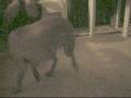 videos de Maggie chasing her tail