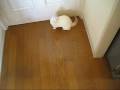 videos de Ferret.　