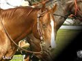 AQH STALLION - TOOSMART FOR JAC AQH STALLION - TOOSMART FOR JAC