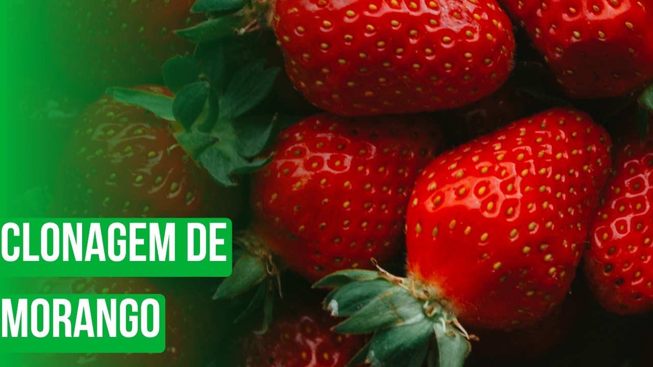 Clonagem de morango