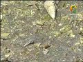 Mangrove in the UAE أشجار القرم في الامارات