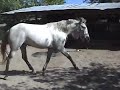 PRE CRIA ANDALUSIAN black yearling  filly canter trot