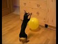 Pra?ský krysa?ík hrající si s balónkem (Prague Ratter playing with balloon) Pra?ský krysa?ík hrající si s balónkem (Prague Ratter playing with balloon)