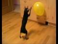 Pražský krysařík hrající si s balónkem (Prague Ratter playing with balloon)
