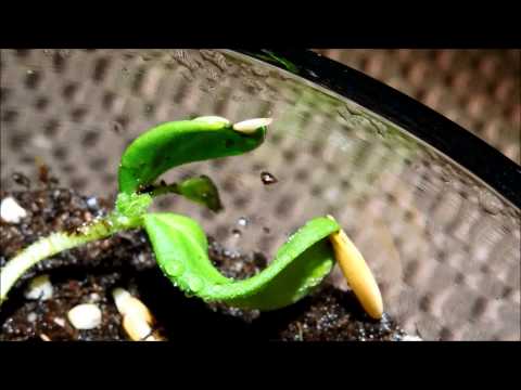 Growing Honeydew Melon from Seeds, Days 26-28